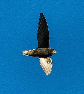 Little Swift (Apus affinis)