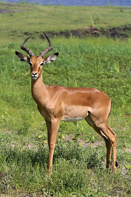 Impala (Aepyceros melampus)
