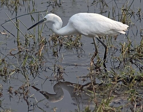 Little Egret (Egretta garzetta)
