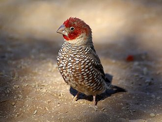 Red-headed Finch (Amadina erythrocephala)