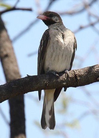 Greater Honeyguide (Indicator indicator)