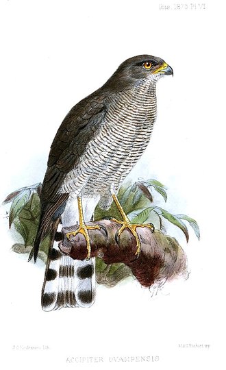 Ovambo Sparrowhawk (Accipiter ovampensis)