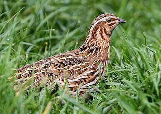 Common Quail (Coturnix coturnix)