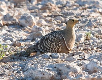 Namaqua Sandgrouse (Pterocles namaqua)