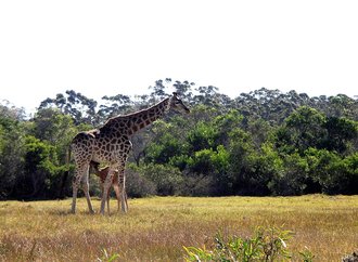 Kragga Kamma Game Park, Eastern Cape