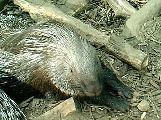 Cape Porcupine (Hystrix africaeaustralis)