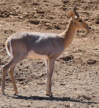 Mountain Reedbuck (Redunca fulvorufula)