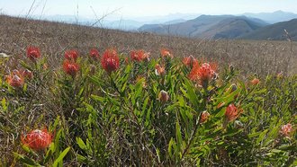 Mountainlands Nature Reserve, Mpumalanga