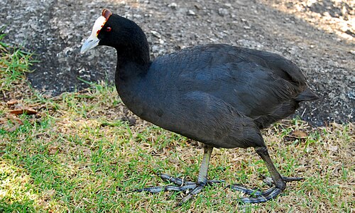 Red-knobbed Coot (Fulica cristata)