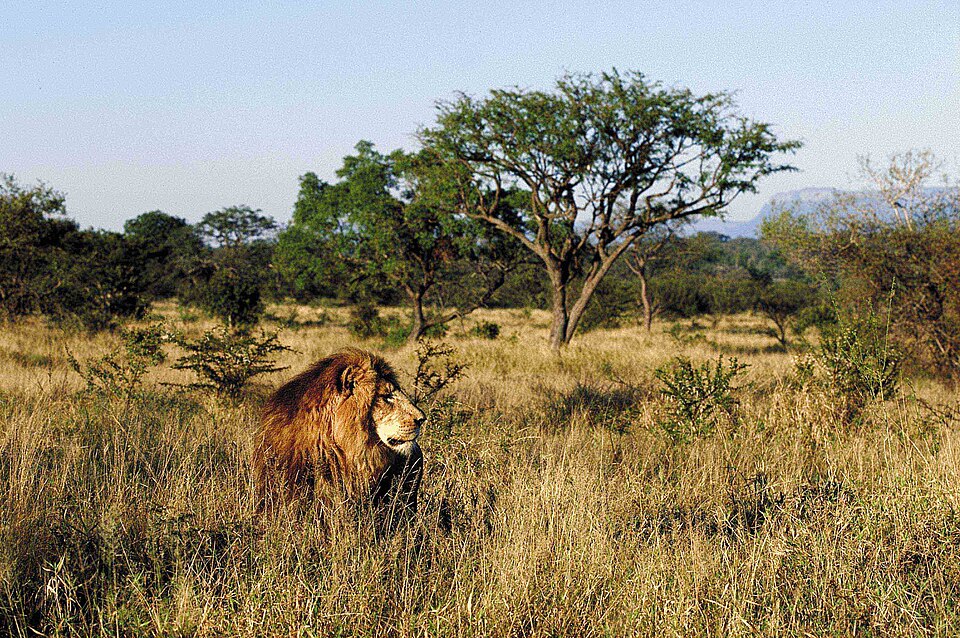 Kapama Game Reserve, Limpopo