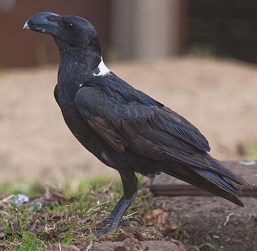 White-necked Raven (Corvus albicollis)