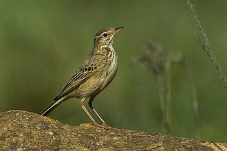 Nicholson's Pipit (Anthus nicholsoni)