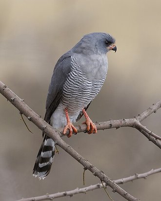 Gabar Goshawk (Micronisus gabar)