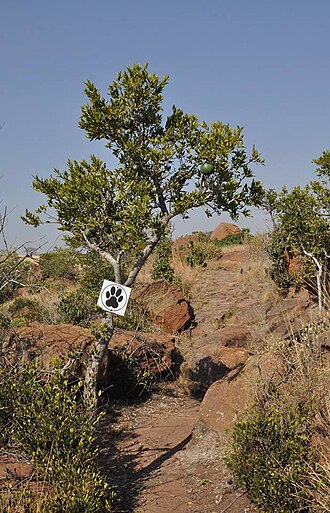 Loskop Dam Nature Reserve, Mpumalanga