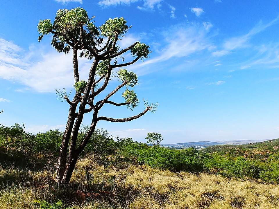 Klipriviersberg Nature Reserve, Gauteng