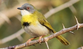 Yellow-breasted Apalis (Apalis flavida)
