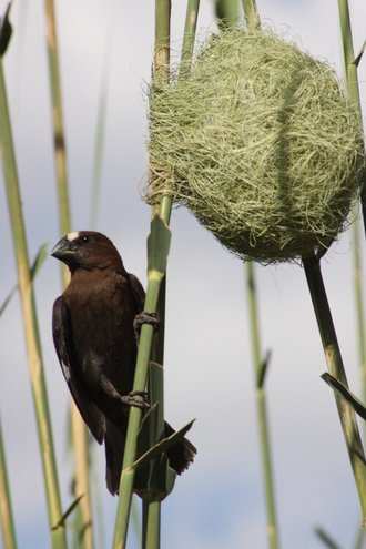 Thick-billed Weaver (Amblyospiza albifrons)