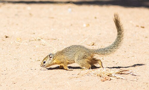 Smith's Bush Squirrel (Paraxerus cepapi)