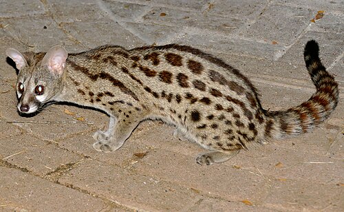Cape Genet (Genetta tigrina)