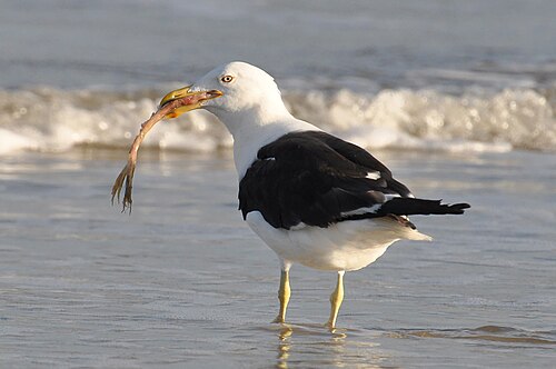 Kelp Gull (Larus dominicanus)