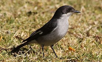 Fiscal Flycatcher (Sigelus silens)