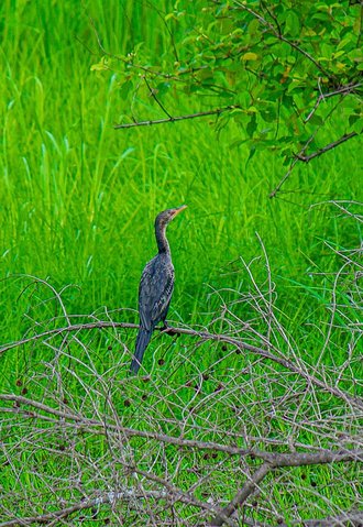 Long-tailed Cormorant (Microcarbo africanus)