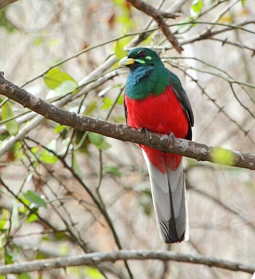 Narina Trogon (Apaloderma narina)