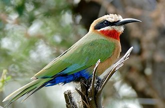 White-fronted Bee-eater (Merops bullockoides)