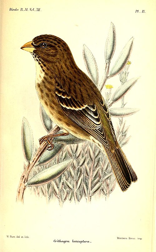 Protea Canary (Crithagra leucoptera)