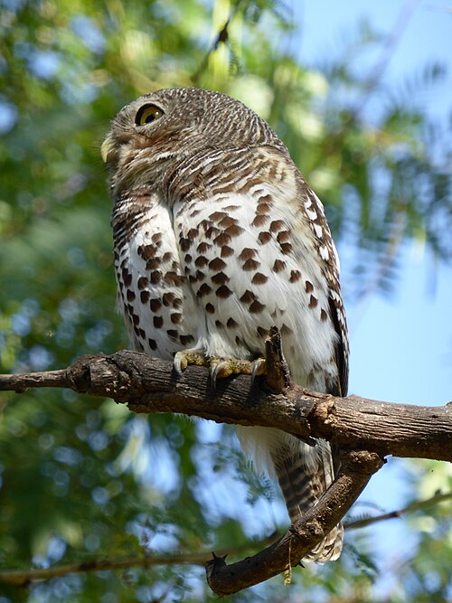 African Barred Owlet (Glaucidium capense)