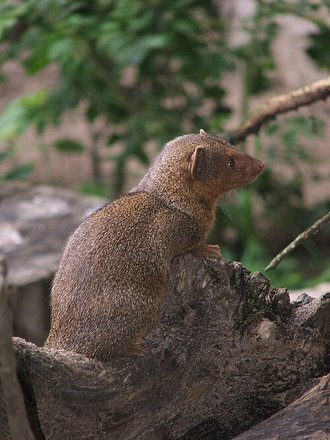 Common Dwarf Mongoose (Helogale parvula)