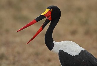 Saddle-billed Stork (Ephippiorhynchus senegalensis)