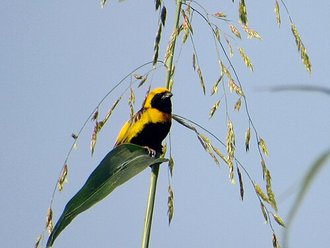 Yellow-crowned Bishop (Euplectes afer)