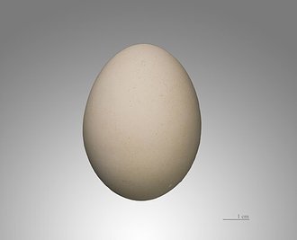 Abdim's Stork (Ciconia abdimii)