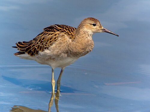 Ruff (Calidris pugnax)