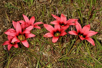 Darling Renosterveld Reserve, Western Cape