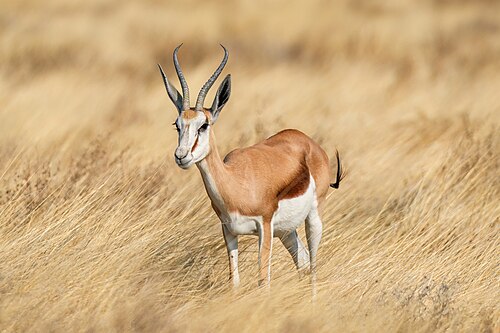 Springbok (Antidorcas marsupialis)