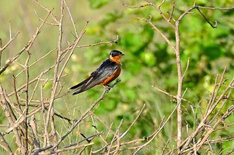 Red-breasted Swallow (Cecropis semirufa)