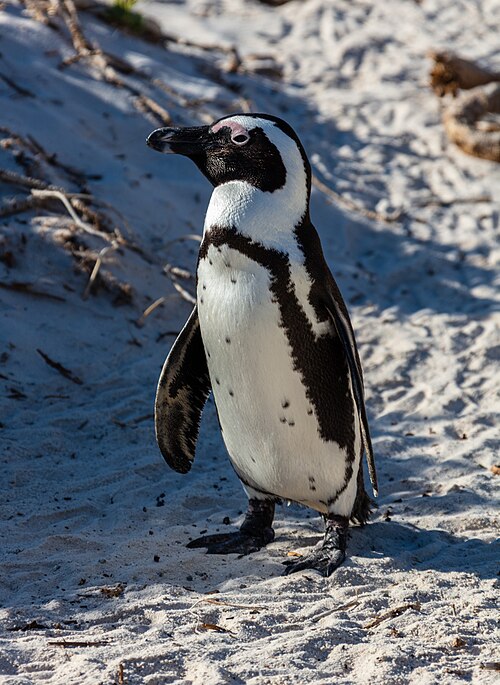 African Penguin (Spheniscus demersus)