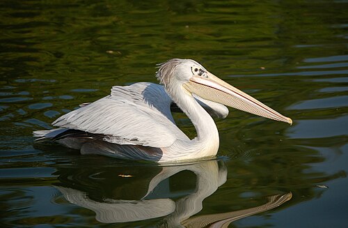 Pink-backed Pelican (Pelecanus rufescens)
