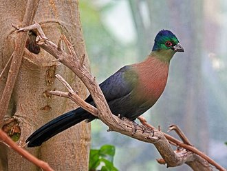 Purple-crested Turaco (Tauraco porphyreolophus)