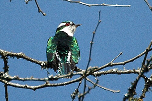 Dideric Cuckoo (Chrysococcyx caprius)