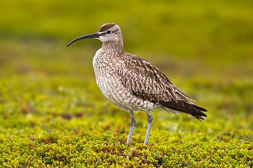 Whimbrel (Numenius phaeopus)
