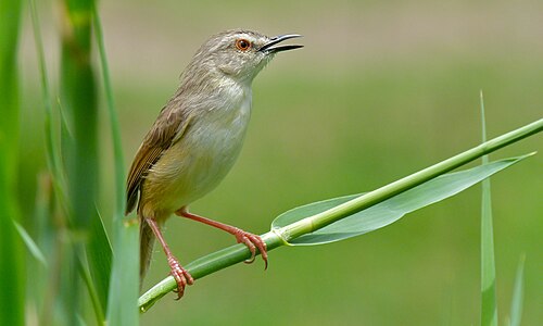 Tawny-flanked Prinia (Prinia subflava)