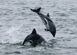 Haviside's Dolphin (Cephalorhynchus heavisidii)