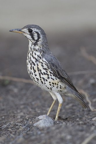 Groundscraper Thrush (Psophocichla litsitsirupa)