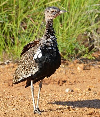 Red-crested Korhaan (Lophotis ruficrista)