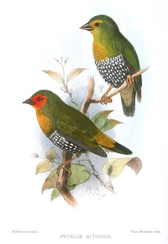Green Twinspot (Mandingoa nitidula)