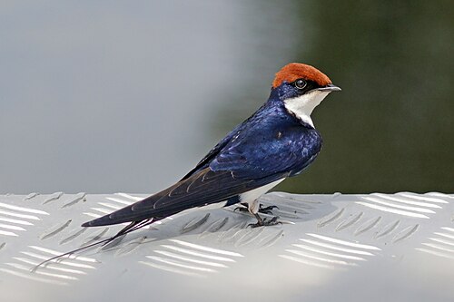 Wire-tailed Swallow (Hirundo smithii)