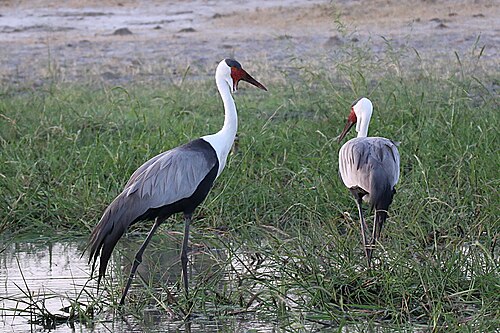 Wattled Crane (Bugeranus carunculatus)